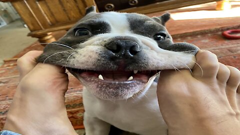 🤣 Funny Dog Videos 2021 🤣🐶 Time to LAUGH 🤣
