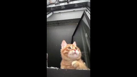 cat mania