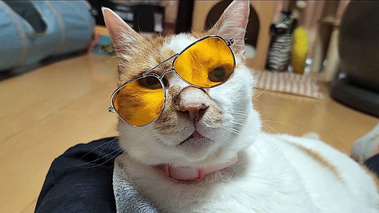 New Funny Animals π Funniest Cats and Dogs Videos πΊπΆ