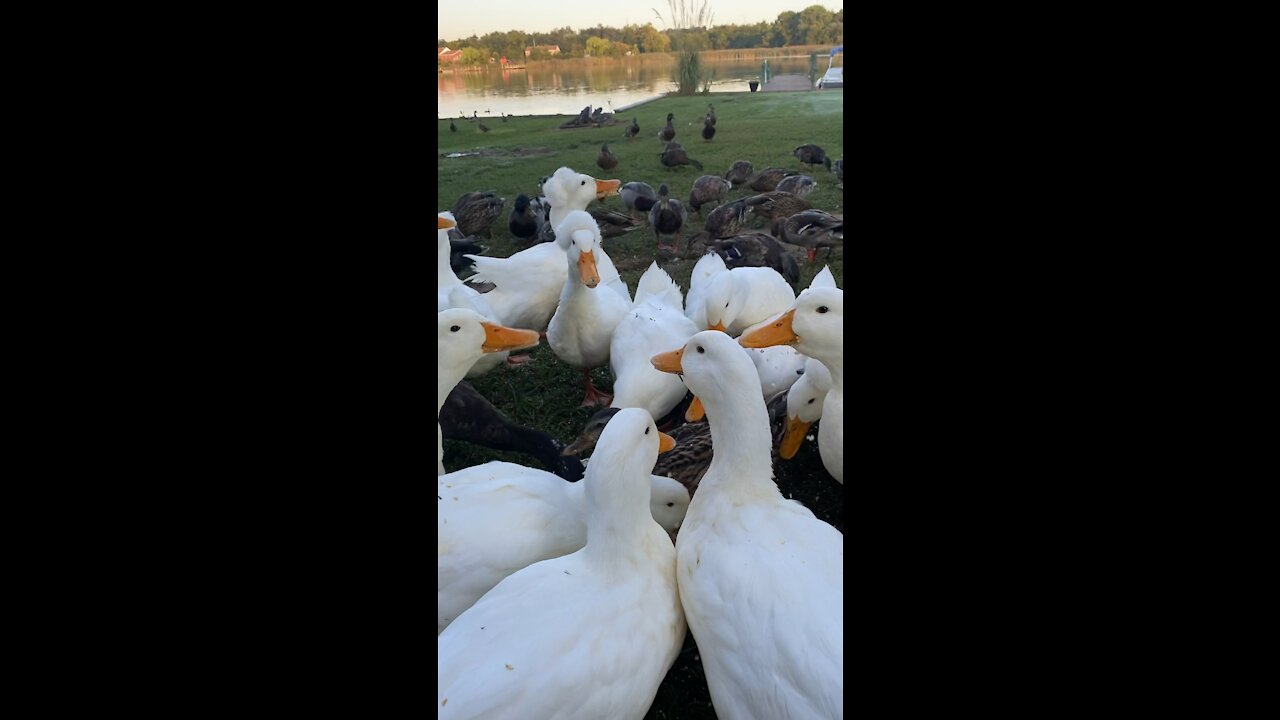 Morning feeding