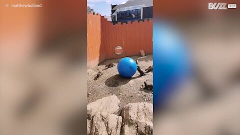 Lontras brincam com bola de exercício!