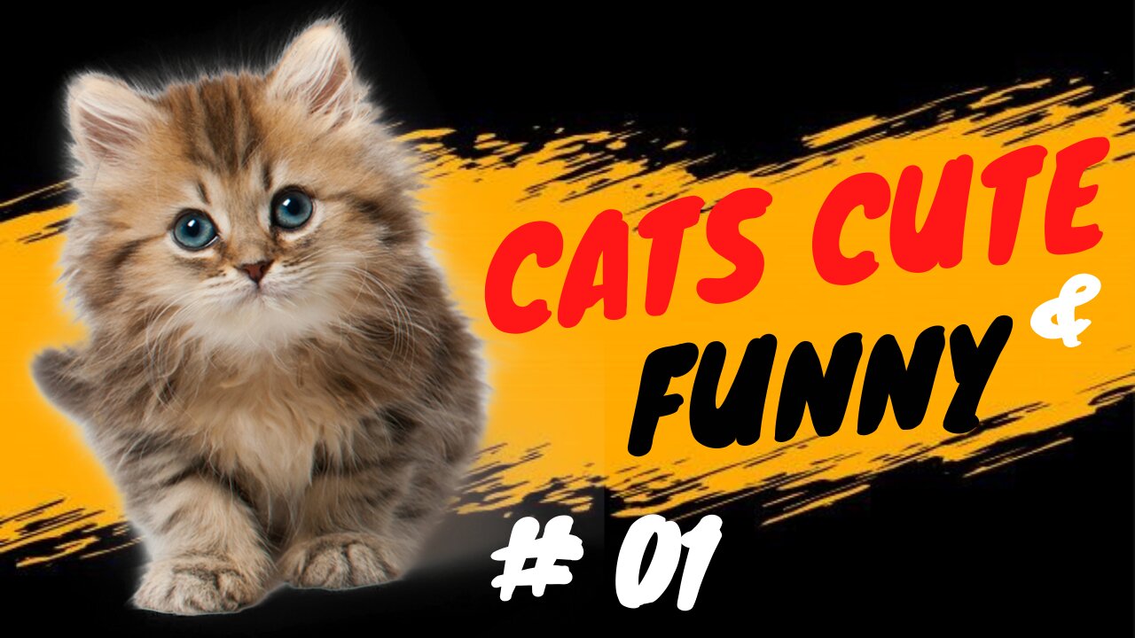 CATS CUTE & FUNNY 😹 EP. 01 😹