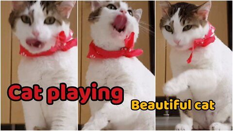 Cat playing / beautiful cat / Cute cat