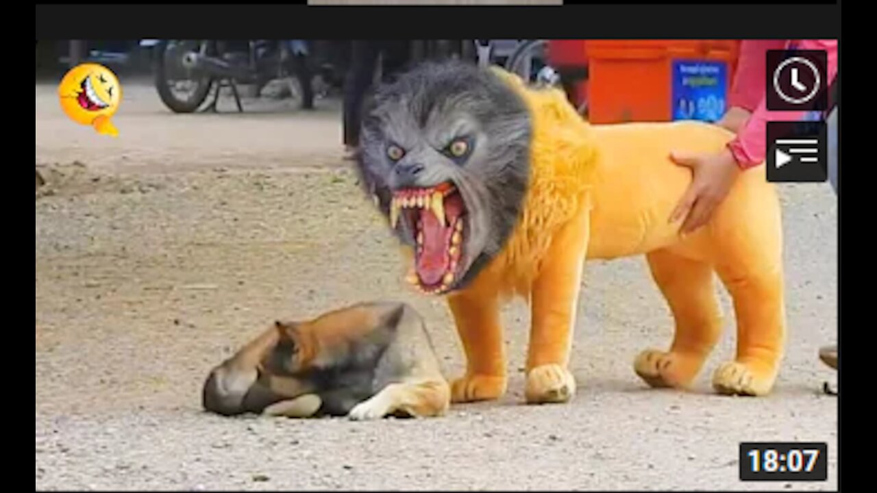 Troll Prank Dog Funny & fake Lion and Fake Tiger Prank To dog & Huge Box Prank to dog