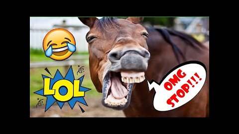 Some Of The Most Funniest Animal Videos Around - You'll Laugh (HARD)