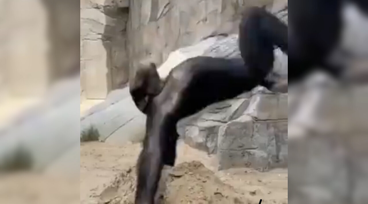 Monkey trying to Backflip 😂