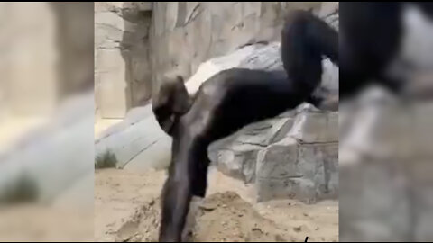 Monkey trying to Backflip 😂