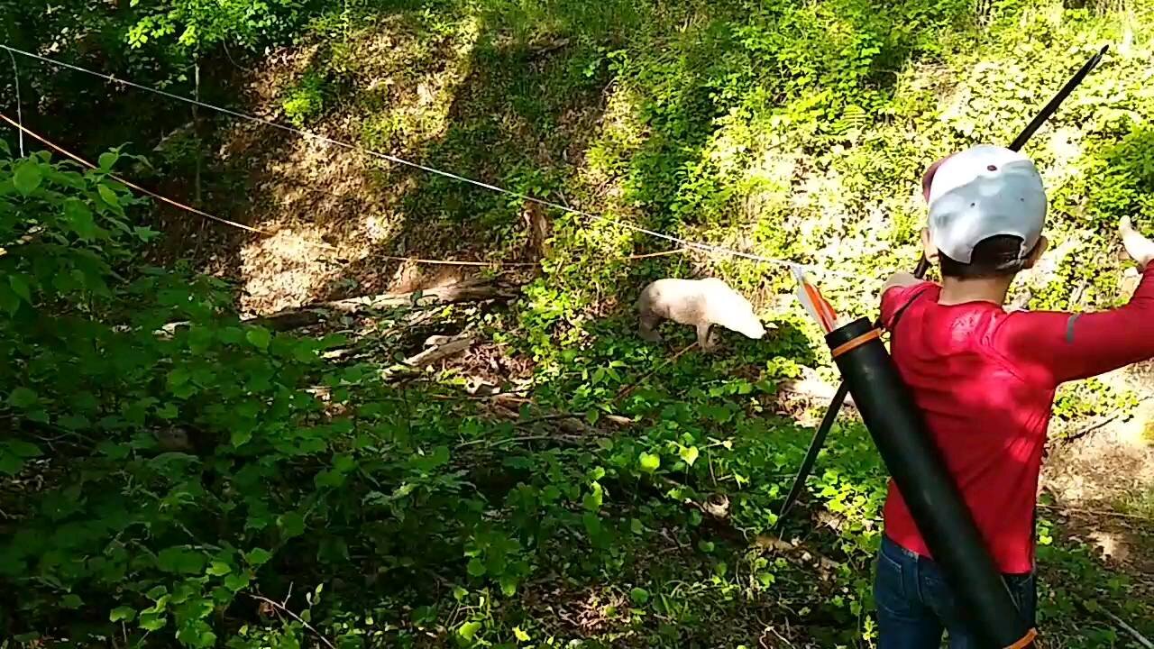 Traditional Archery Running Boar