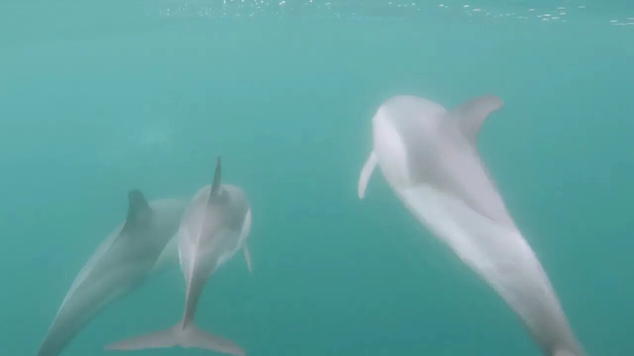 Dolphins