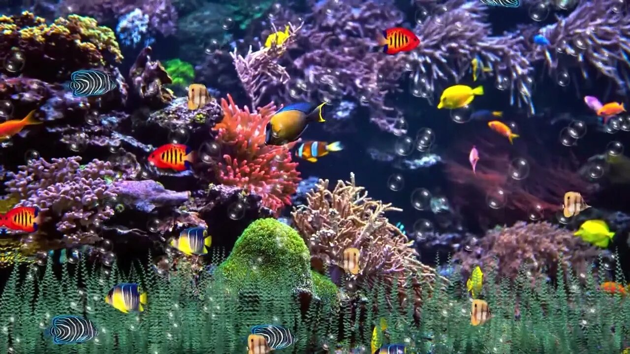 Beauty of Ocean | Underwater 4k Videos | Aquarium Coral Reef #4k #ocean #music