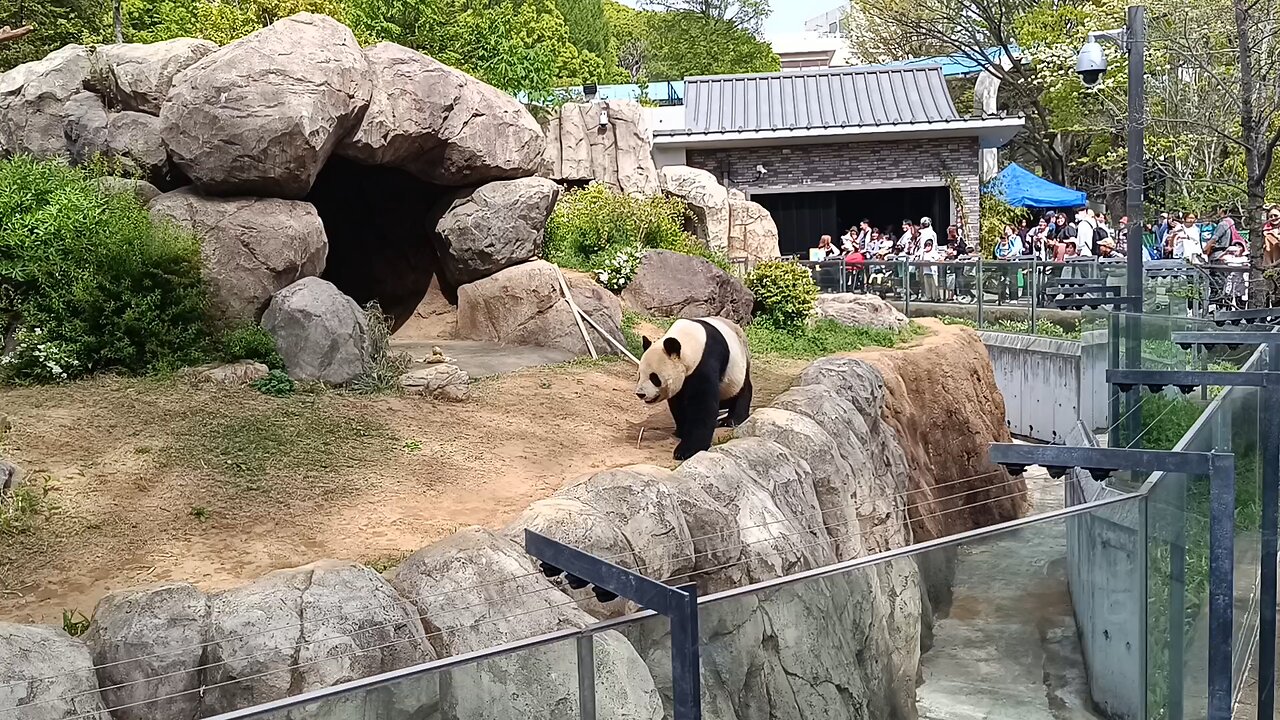 Ri Ri Panda in Ueno Zoo Part 1