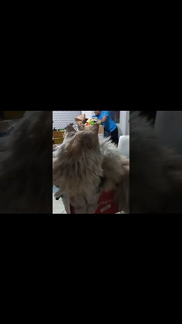 Maine Coon não e um gato pra pessoas preguiçosas