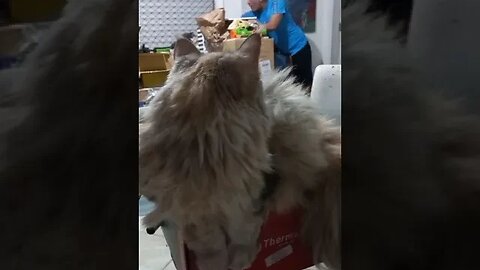 Maine Coon não e um gato pra pessoas preguiçosas