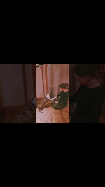 dog vs human hazard game, who win the food, funny video, funny dog