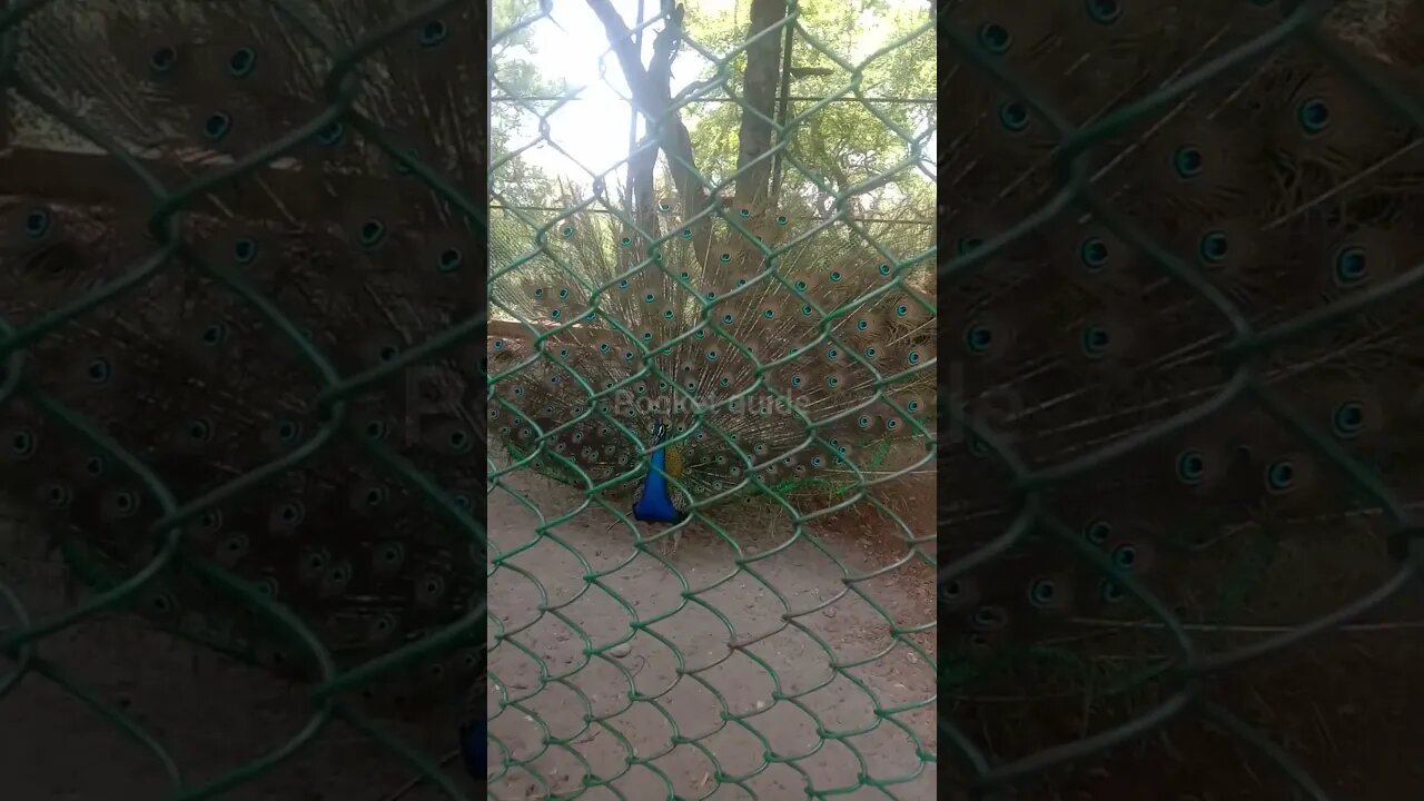 manda zoo jammu // #tss #viral #status #shorts #peacock #zoo