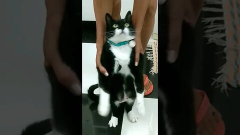 Gato dançando. Gato dançarino. Gato que dança