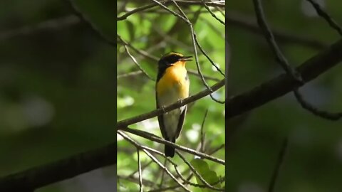 Nature Bird