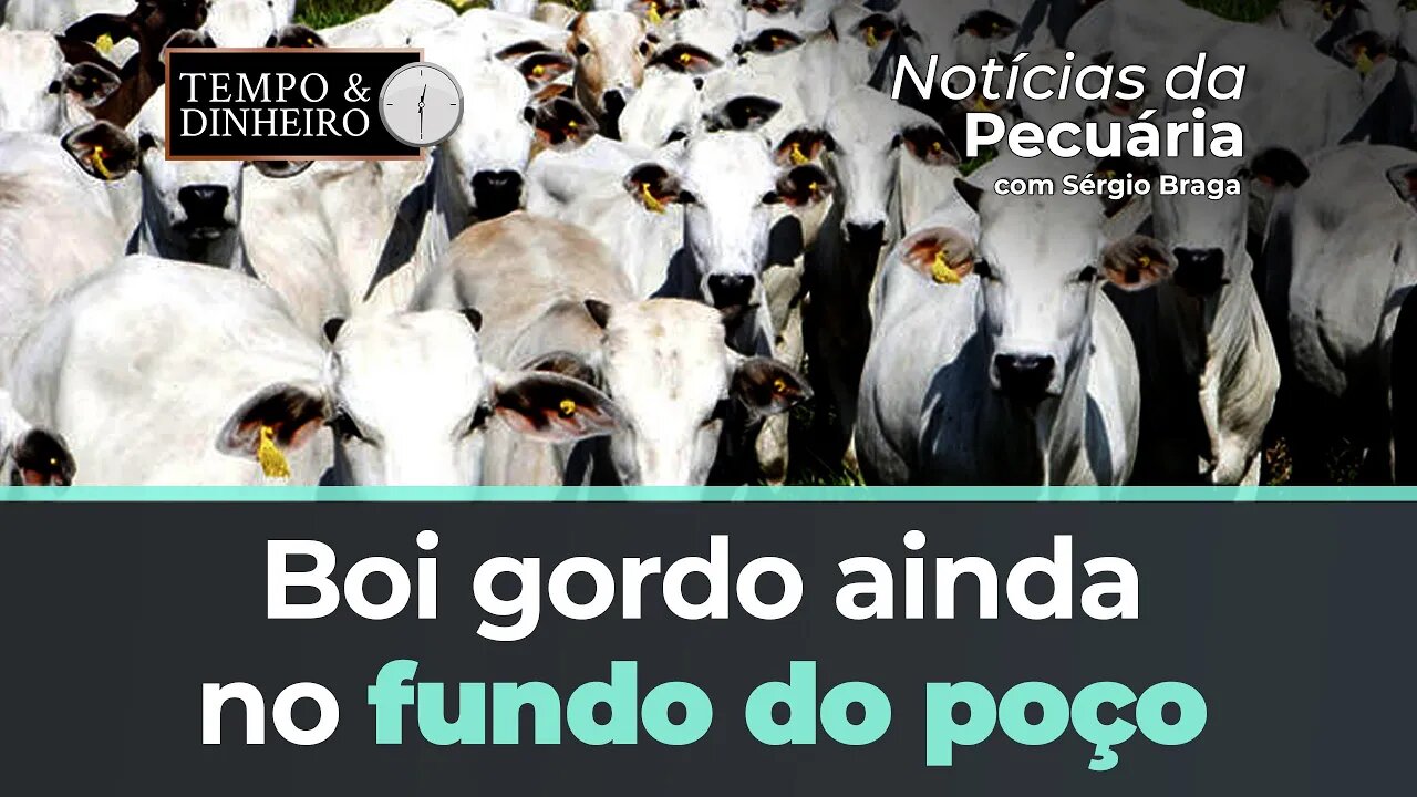 Boi gordo ainda no fundo do poço recompõe 5,43% dos preços em junho