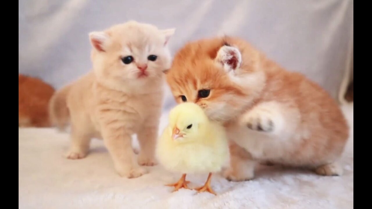 Baby Chicken meet Kittens