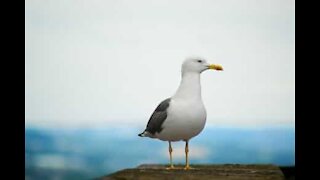 Doven måge får et lift i stedet for at flyve