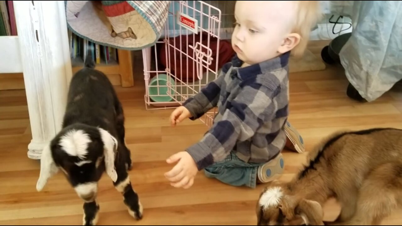 Baby and Baby Goats fantastic moments ,🥰🥰🥰