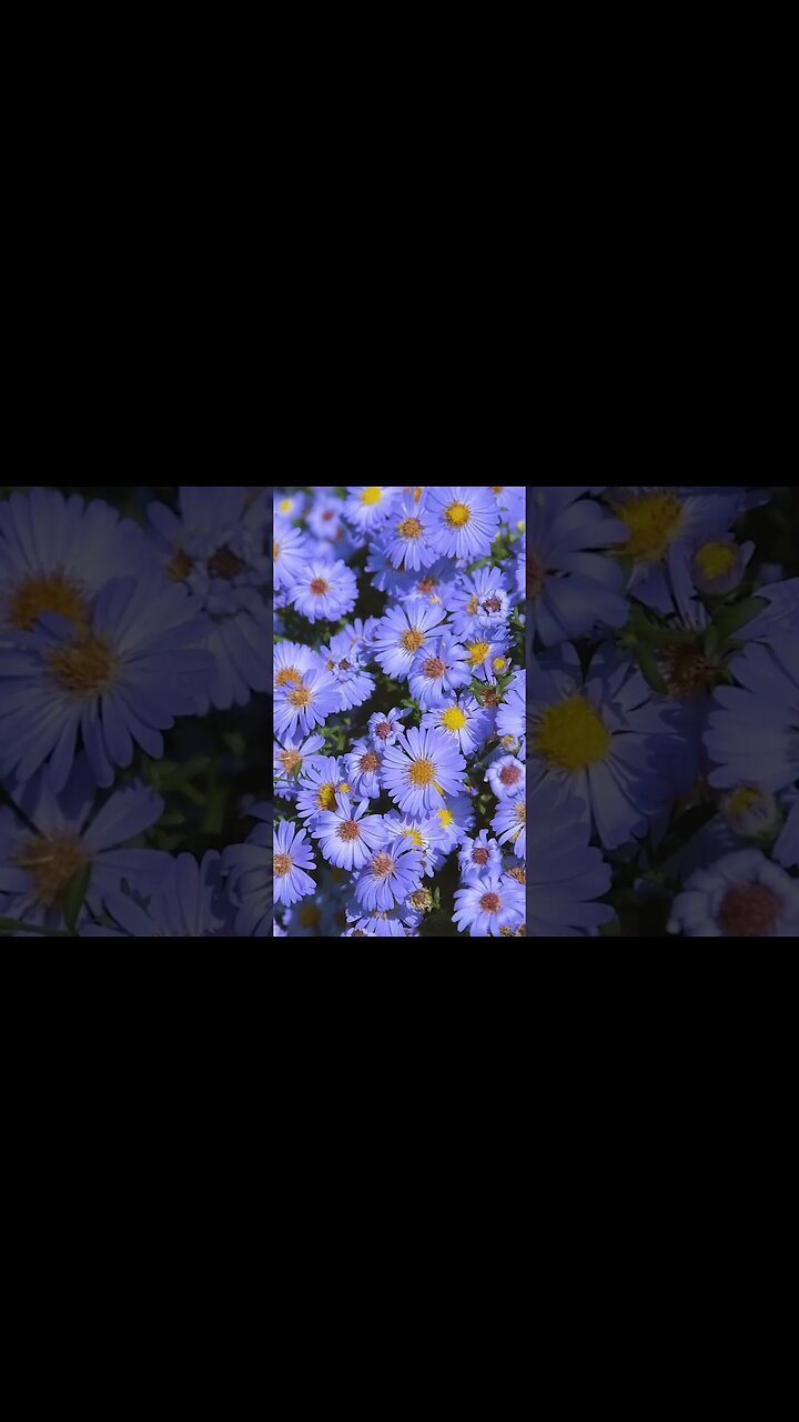 Buzzing Bees & Purple Asters: A Symphony of Nature 🌸 | Enchanting Late-Season Floral Feast