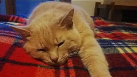 Gato quer ir para a escola com o dono