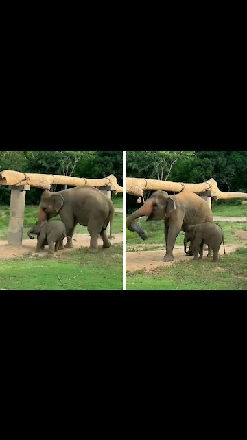 Adorable footage shows mother elephant helping her baby in trouble