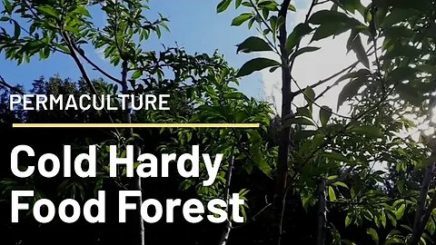 Cold Hardy Permaculture: Food Forest, an ecosystem pond, swales, and more.