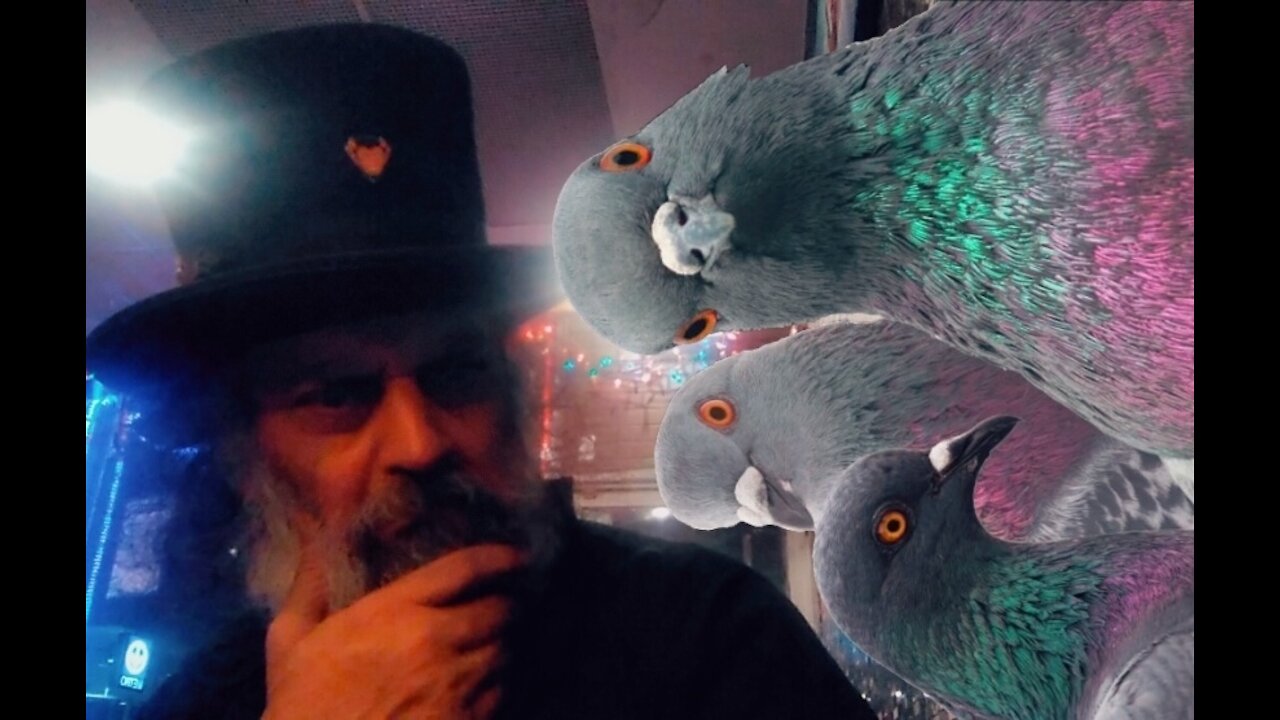 Coppercab Is A Strange Bird. 🐦🐧🐤🕊️😂😜