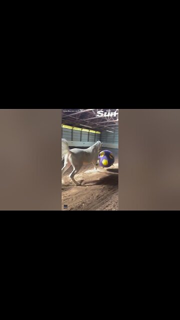 Horse gets excited play with new ball and show off football skills