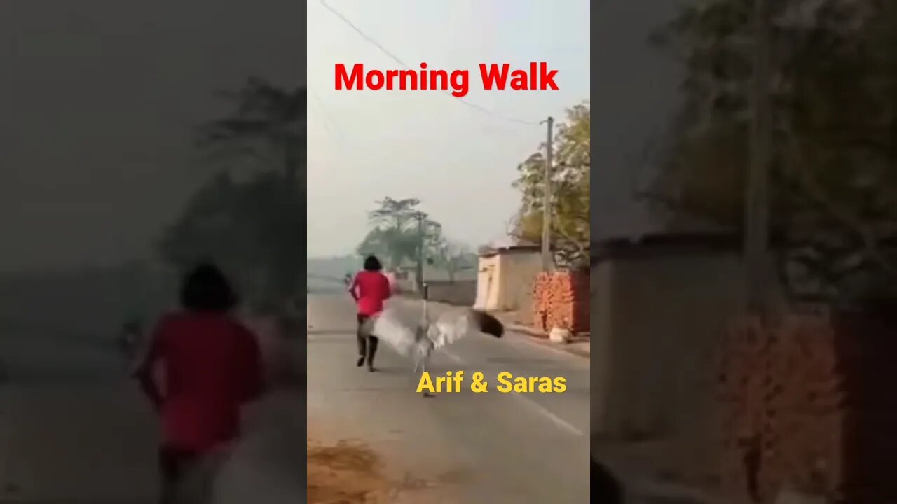Morning Walk Arif aur Saras #sarasarif #subscribe #arifsaras #arifsarasnews #viralshorts #shorts