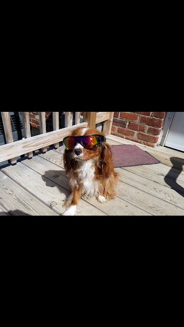 Cavalier King Charles vs Hair Dryer