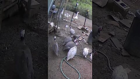 Farm cam. Guinea fowl and geese. Female Guinea fowl calls in background