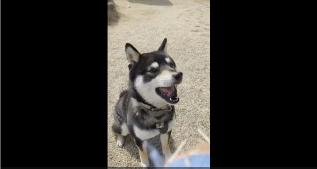 Catchball with Shiba inu