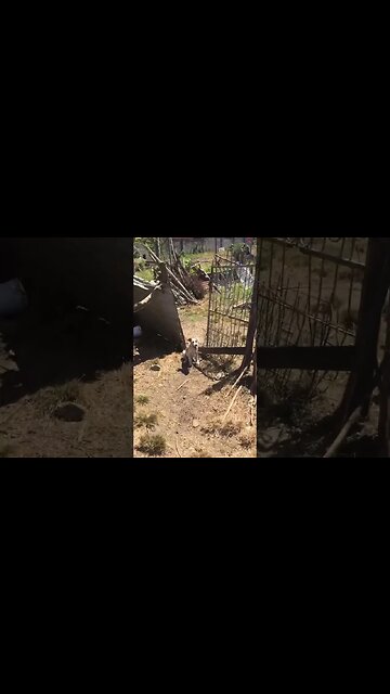 Good Sheep Dog Guarding The Post