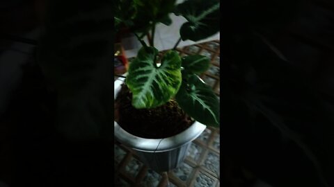 Syngonium Scrambled Egg.. udah mulai banyak daun nya..