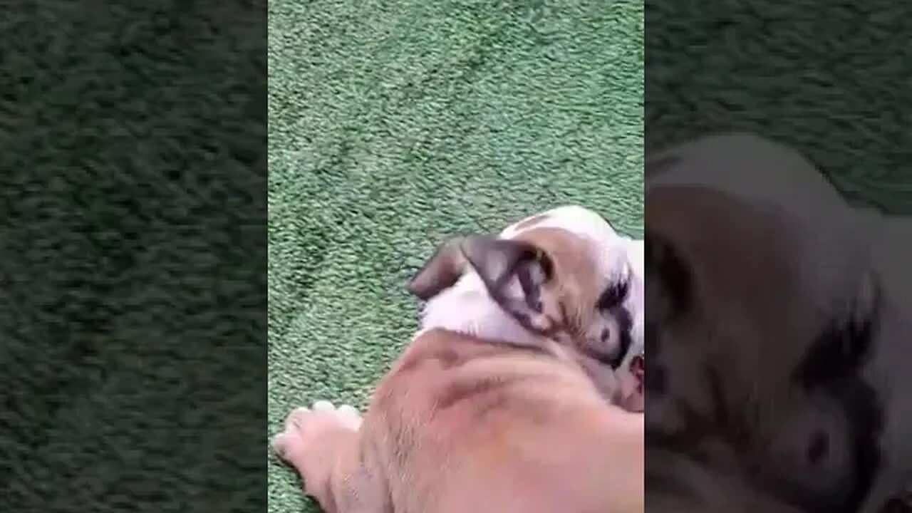 cutest puppy we've ever seen 😍 #shorts