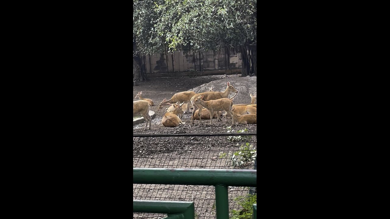 A Group of Deers in Their Natural Habitat!