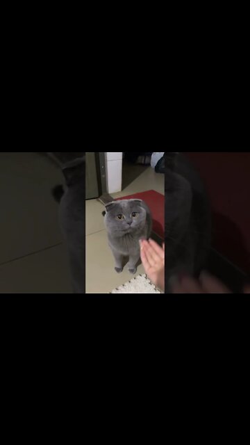 Funny Cats and Kittens Meowing Compilation&Baby Cats -Cute and Funny Cat Videos #short (4)