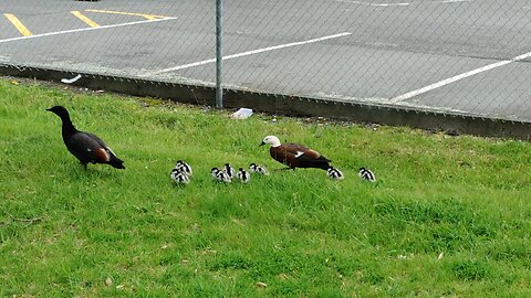 Paradise Duck Family in The Windy City