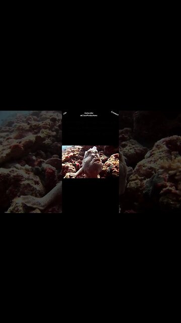 Male anglerfish are much smaller than the female #fish #shorts