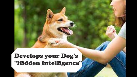 TOP 10 dog barking videos compilation 2022 ♥ Dog barking sound - Funny dogs