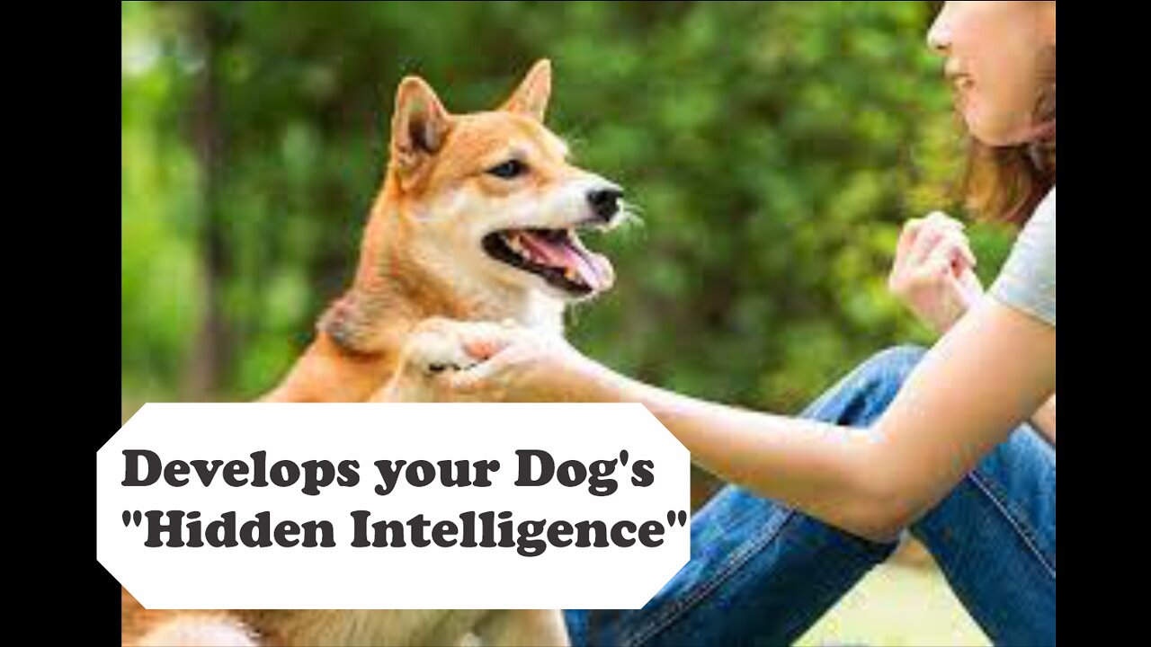 TOP 10 dog barking videos compilation 2022 ♥ Dog barking sound - Funny dogs