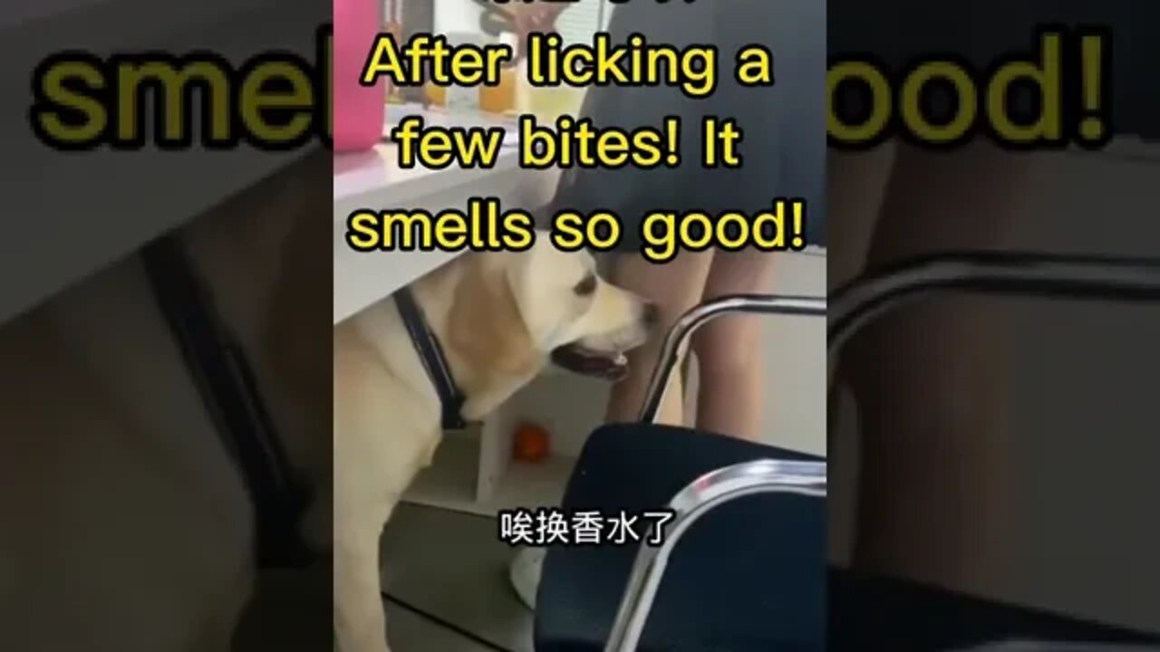 This is a happy dog #shorts #animals #funny #ytshorts #cats #dogs #pets #perros #gatos