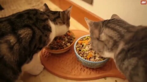 20 Common Mistakes Cat Owners Make