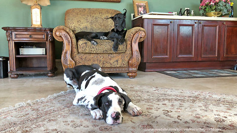 Great Dane puppy learns how to lie down & stay
