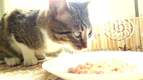 Cat Dinner Is Served