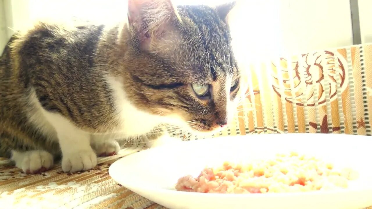 Cat Dinner Is Served