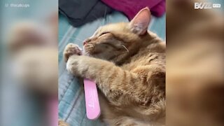 Ce chat tombe amoureux... d'une lime à ongles !